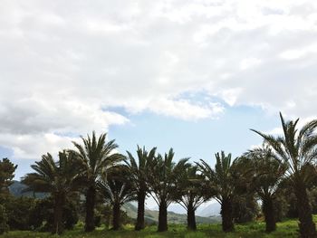 Low angle view of palm trees against cloudy sky