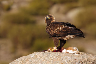 Close-up of eagle perching on rock