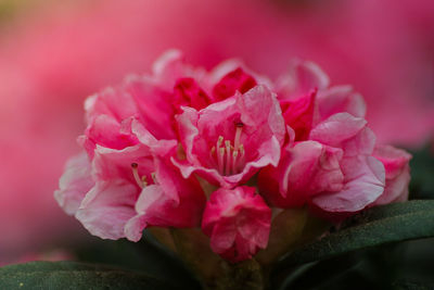 Close-up of pink rose flower