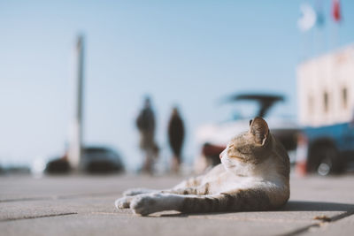 Close-up of cat against sky