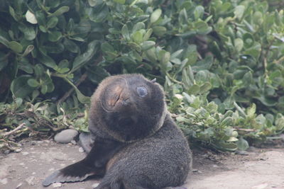 Close-up of rabbit on field