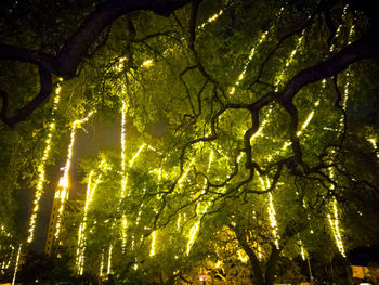 Low angle view of tree against sky at night