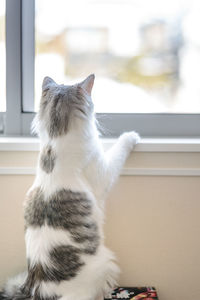 Close-up of cat sitting on window at home