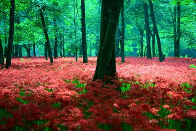 View of trees in forest