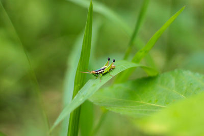 Close-up of insect on leaf