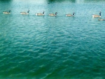 Swans swimming in lake