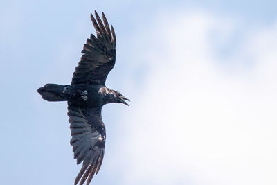 Low angle view of eagle flying against sky