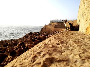 Cat on rock by sea against clear sky