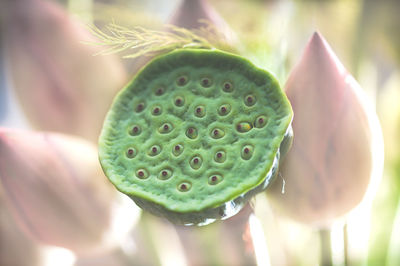 Close-up of succulent plant