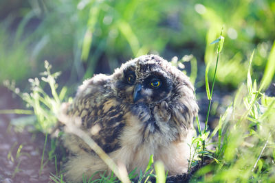 Close-up portrait of the relaxed young owl on field