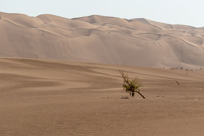 View from nature and landscapes of dasht e lut or sahara desert with rotten tamarisk tree .