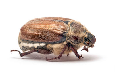 Close-up of insect over white background