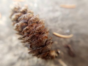 Close-up of leaf