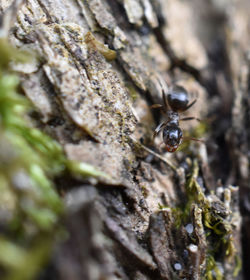 Close-up of insect on leaf