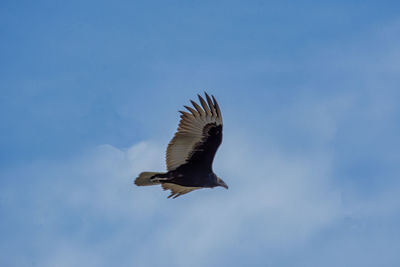 Low angle view of buzzard flying against blue sky