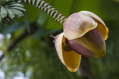 Close-up of snail on plant