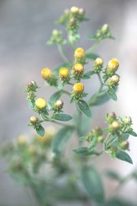 Close-up of yellow flowering plant