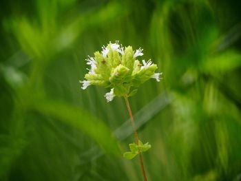 Close-up of flowering plant