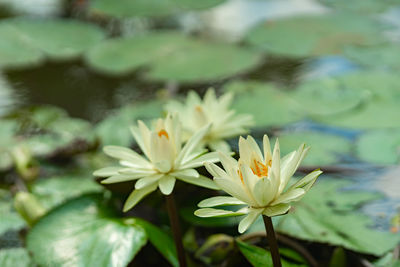 Close-up of white flowering plant