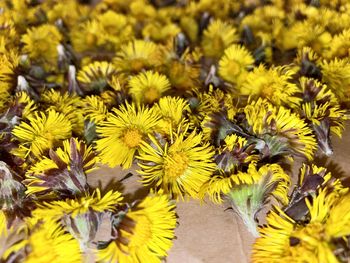 Close-up of yellow flowering plant