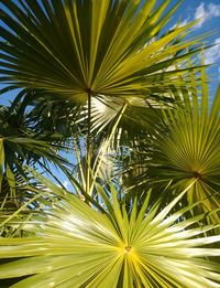 Close-up of palm tree against sky