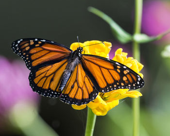 Close-up of butterfly pollinating on flower