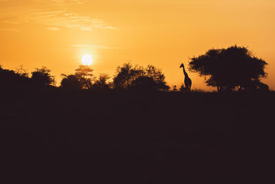 Giraffe silhouette at sunrise