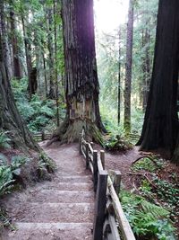 Footpath amidst trees in forest