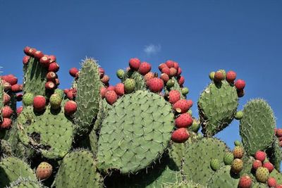 Low angle view of plants