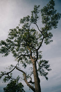 Low angle view of tree against sky