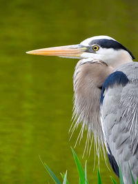 Close-up of gray heron