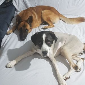 High angle view of dog resting on bed