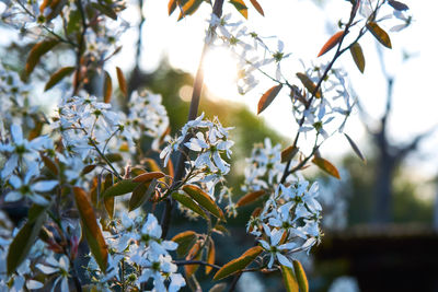 Low angle view of flowering plants on tree