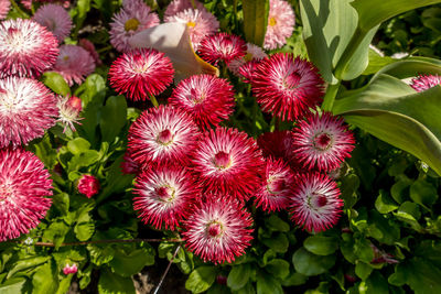 High angle view of pink flowering plants