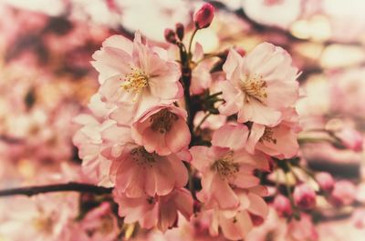 Close-up of pink flowers