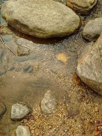 High angle view of crab on sand