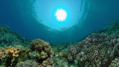 undersea