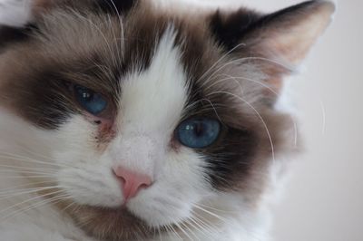 Close-up portrait of cat