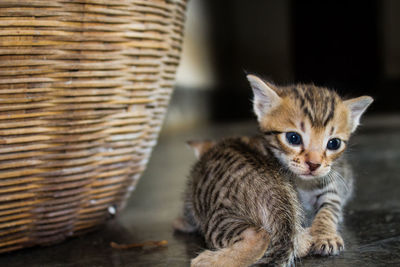 Close-up portrait of a kitten