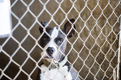 Portrait of dog