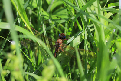 Close-up of insect on plant