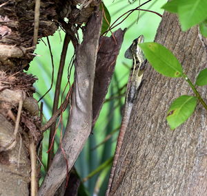 Close-up of insect on tree trunk