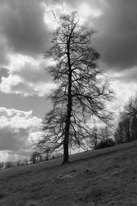 Bare trees on field against cloudy sky