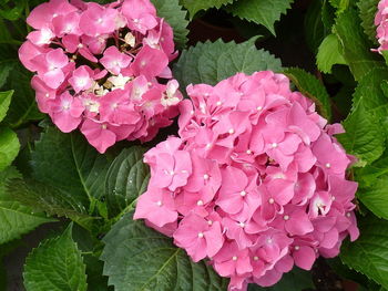 Close-up of pink hydrangea flowers