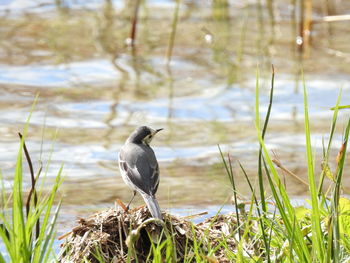 Bird perching on grass at lakeshore