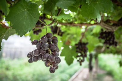 Grapes growing on vine