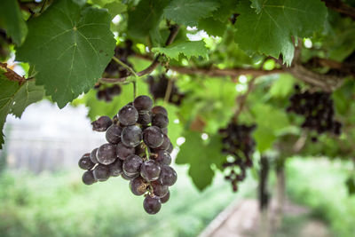Low angle view of grapes