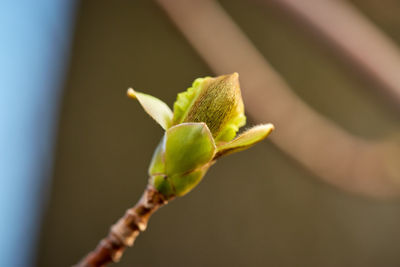 Close-up of flower buds growing outdoors