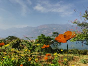 Close-up of orange poppy flowers on field