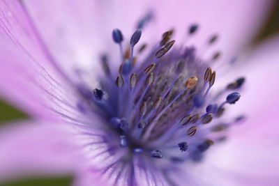 Macro shot of purple flower